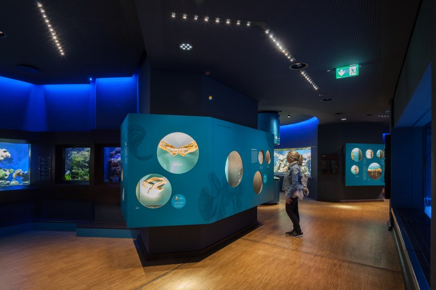 aquazoo_ausstellung_meerwasser, © Copyright/Aquazoo Löbbecke Museum